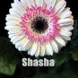 Fresh 200 Pcs Lowest Price! Gerbera Daisy Hybrids Mix Flower as (Color: 24) Seeds