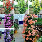 Fresh 50 Pcs Climbing Geranium Flower Pelargonium Peltatum Room (Color: Mixed) Seeds