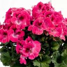Fresh 105 PCS/Bag 17 Colors Univalve Geranium Flower Flores Pelargonium Peltatum as Seeds