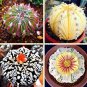 Fresh 200 Pcs Egg Succulents Echinopsis Tubiflora Cactus Flower (Col:Mix) Seeds