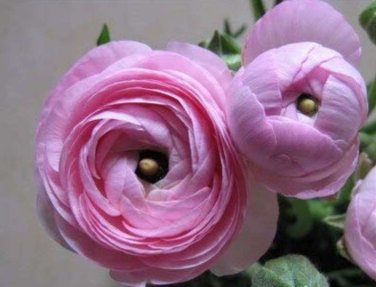 Fresh 100 pcs Rouge Ranunculus Flower Seeds Home Persian Buttercup Potted