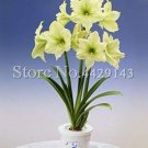 Fresh 100pc Amarylli Hippeastrum Flower (not Hippeastrum Bulbs) Perennial Blooming