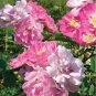 Fresh Rose multiflora Nana Perpetua Garden Party Hardy Shrub Seeds