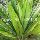 Fresh Hot Sale 10 Pcs/Bag Palm Decoration s Tree Happy New Year (Color: 1) Seeds