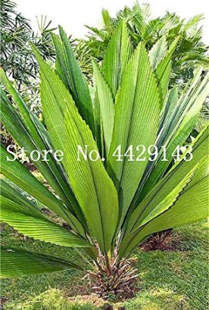 Fresh Hot Sale 10 Pcs/Bag Palm Decoration s Tree Happy New Year (Color: 1) Seeds