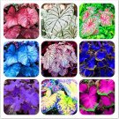Fresh 120 Pcs Multicolor Thailand Caladium Flowers Seeds Elephant Beauty : Mixed