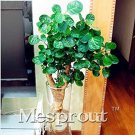 Fresh Real Japanese Rotundifolia Sen Nanyang Tree 50 Pack Seeds