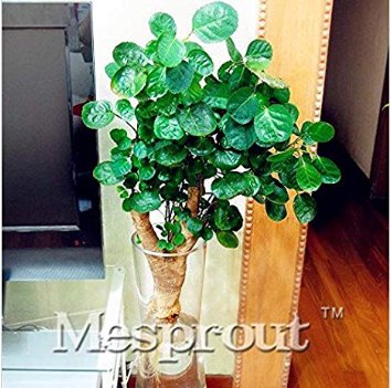 Fresh Real Japanese Rotundifolia Sen Nanyang Tree 50 Pack Seeds