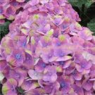 Fresh 20pcs Champagne Hydrangea ice Cream Hydrangea Flowers as Flowering (Color: 3) Seeds