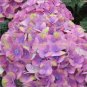 Fresh 20pcs Champagne Hydrangea ice Cream Hydrangea Flowers as Flowering (Color: 3) Seeds