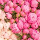 Fresh 20pcs Double Peony Seed Multicolor Peony Flowers Paeonia Suffruticosa (Col:18)