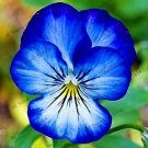 Fresh 100 PCS Beautiful Pansy Mix Color Wavy Viola Tricolor Flower Flores Potted Seeds