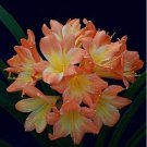 Fresh 1PCS Medium Flower Real Bowl clivia BloomingHappy Farm HMJ 16 (Color: 12) Seeds