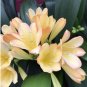 Fresh 1PCS Medium Flower Real Bowl clivia BloomingHappy Farm HMJ 16 (Color: 13) Seeds