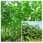 Fresh Paulownia elongata New Forest Tree Bonsai 200Pcs/pack Fast Growing Tree Seeds