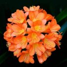 Fresh 1PCS Medium Flower Real Bowl clivia BloomingHappy Farm HMJ 16 (Color: 2) Seeds