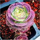 Fresh 100 Pcs The Mountain Red Rose Greenovia Flower Succulent Meaty Flower Seeds