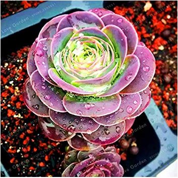Fresh 100 Pcs The Mountain Red Rose Greenovia Flower Succulent Meaty Flower Seeds