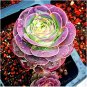Fresh 100 Pcs The Mountain Red Rose Greenovia Flower Succulent Meaty Flower Seeds