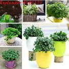 Fresh 200pcs Cat Mint AromaticCatnip Flores Spearmint as Aromatic Catnip Peppermint Seeds