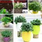 Fresh 200pcs Cat Mint AromaticCatnip Flores Spearmint as Aromatic Catnip Peppermint Seeds