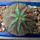Fresh Euphorbia obesa Basketball Sea Urchin100 pcs Living Baseball Golf Ball Succulent Seeds