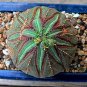 Fresh Euphorbia obesa Basketball Sea Urchin100 pcs Living Baseball Golf Ball Succulent Seeds