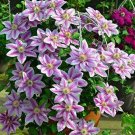 Fresh Hot Selling100pcs Mix Clematis Flower Perennial Flowers Climbing Clematis Seeds