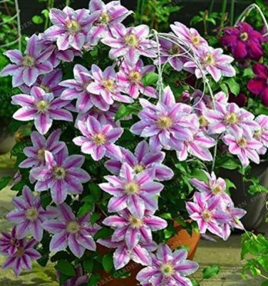 Fresh Hot Selling100pcs Mix Clematis Flower Perennial Flowers Climbing Clematis Seeds