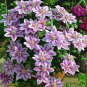 Fresh Hot Selling100pcs Mix Clematis Flower Perennial Flowers Climbing Clematis Seeds