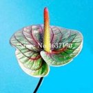 Fresh 100 Pcs/Bag Flower Anthurium Balcony Potted Anthurium Flower FloresDIY Seeds