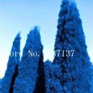 Fresh 50 Pcs Italian Dark Blue Cypress Tree Desk s Christmas Tree Flower (Color: 5) Seeds