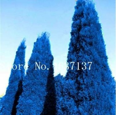 Fresh 50 Pcs Italian Dark Blue Cypress Tree Desk s Christmas Tree Flower (Color: 5) Seeds