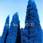Fresh 50 Pcs Italian Dark Blue Cypress Tree Desk s Christmas Tree Flower (Color: 5) Seeds