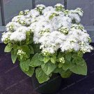 Fresh Ageratum Conyzoides Beautiful Flower Flower Balcony 100 Pcs Potted Seeds