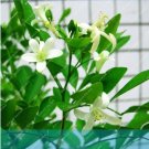 Fresh Climbing Murraya Paniculata Orange Jasmine Shrub Fragrant White Flower Seeds