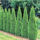Fresh Hot Selling 50pcs Cypress Trees Courtyard Coniferas Natural GrowthDIY Seeds