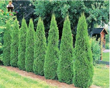 Fresh Hot Selling 50pcs Cypress Trees Courtyard Coniferas Natural GrowthDIY Seeds