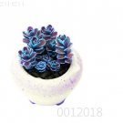 Fresh Mountain Rose Succulent Flower Succulent s Green Rose 100 Pcs Seeds (Color: 1)