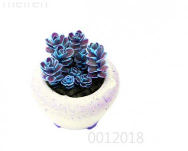 Fresh Mountain Rose Succulent Flower Succulent s Green Rose 100 Pcs Seeds (Color: 1)