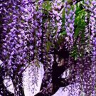 Fresh 10pcs Wisteria Wisteria Vine saplings Upscale Vegetable Flower s (Color: 3w) Seeds