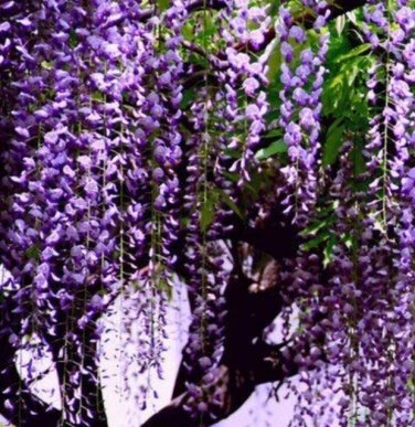 Fresh 10pcs Wisteria Wisteria Vine saplings Upscale Vegetable Flower s (Color: 3w) Seeds