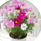 Fresh 100pcs/ Bag Exotic Galsang Flower Multiple Color Flore as (Color: 2) Seeds