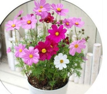 Fresh 100pcs/ Bag Exotic Galsang Flower Multiple Color Flore as (Color: 2) Seeds