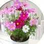 Fresh 100pcs/ Bag Exotic Galsang Flower Multiple Color Flore as (Color: 2) Seeds