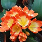 Fresh 1PCS Medium Flower Real Bowl clivia BloomingHappy Farm HMJ 16 (Color: 10) Seeds