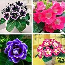Fresh 100pcs Colorful Flower Mini Gloxinia Flores Sinningia Speciosa Mini (Color:Mix) Seeds