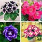 Fresh 100pcs Colorful Flower Mini Gloxinia Flores Sinningia Speciosa Mini (Color:Mix) Seeds