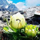 Fresh 30PCS Real Saussurea involucrata semillas Flower Sementes (Tian shan xue lian) Seeds