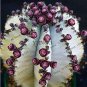 Fresh Euphorbia obesa Basketball Sea Urchin 100 pcs Living (Col:6) Seeds